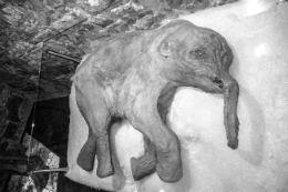 Asphyxiated Mammoth